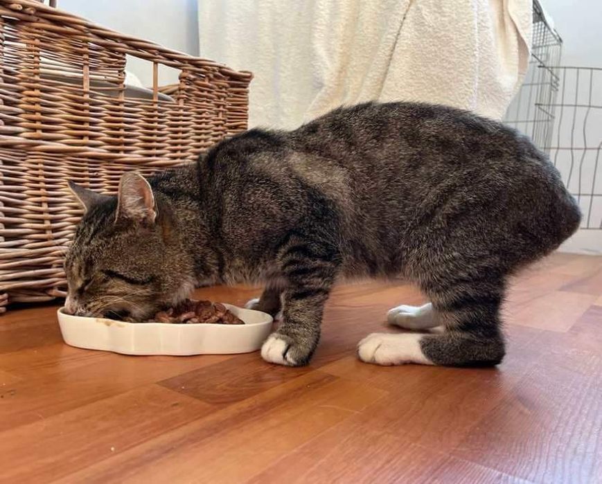 OGONIMIR - szuka domku tymczasowego lub stałego