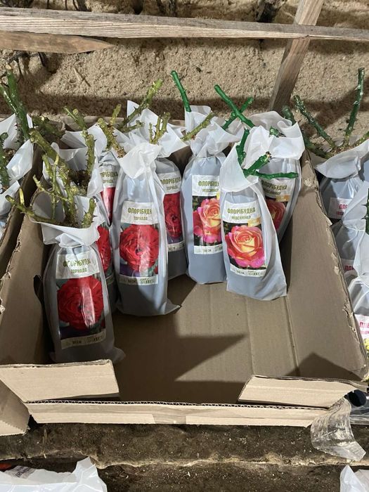 Саджанці троянд / Саженцы розы / Опт / ЗКС / ВКС