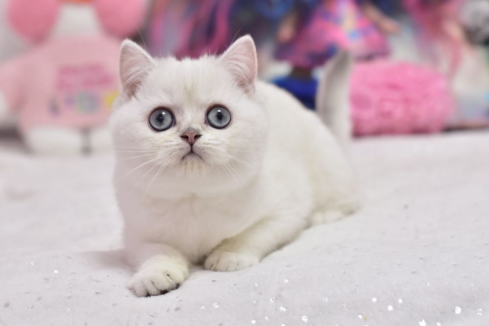 Серебристая шиншилла поинт, девочка