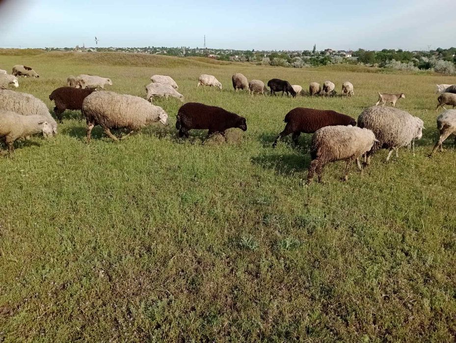 Продам баранов мериноландшаф