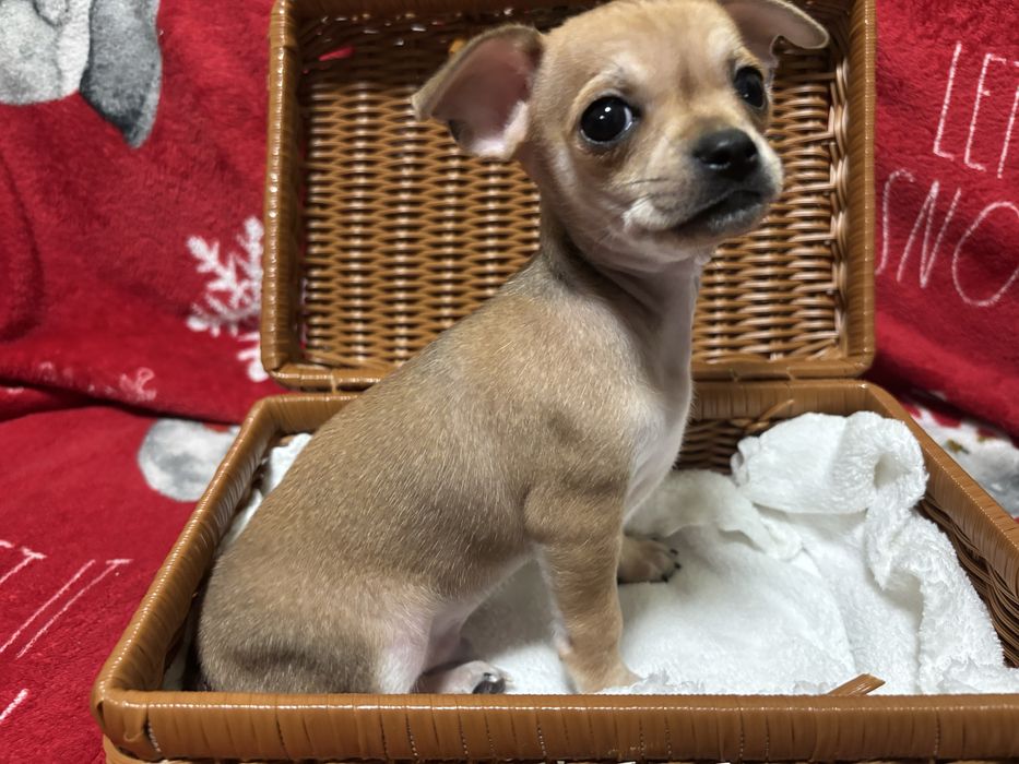 Прекрасні Чіхуахуа