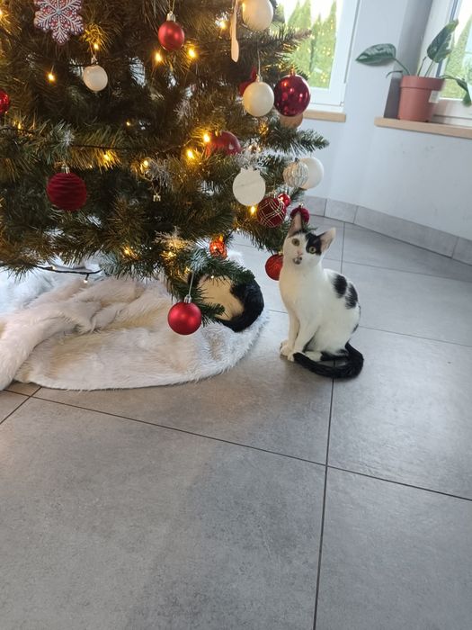 Lara pilnie szuka domu.. w maju będzie miała rok..