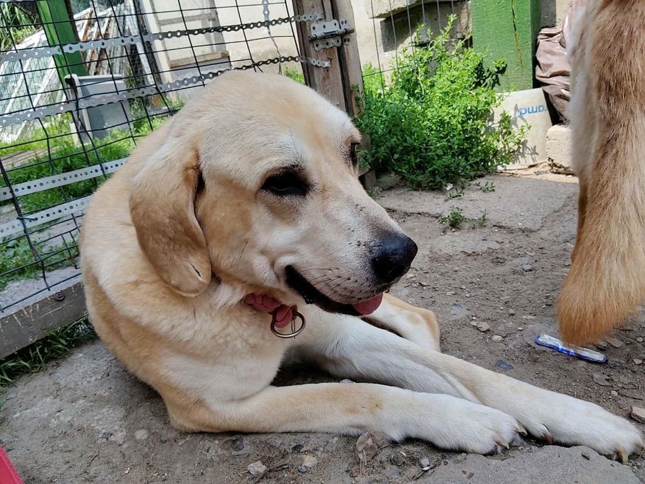 Sunia w typie labrador