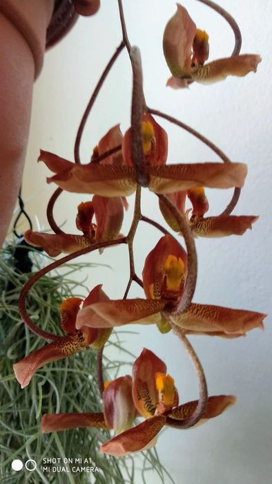 Vendo Orquídea Gongora galeata