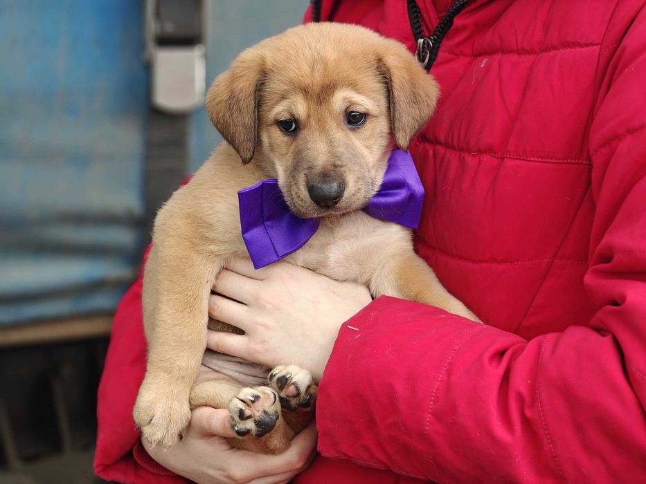 Барні, цуценя 2 міс: маленький пухнастик дуже чекає дім! собака щенок