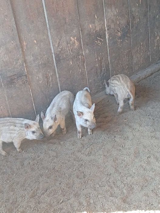 Продаю    поросят