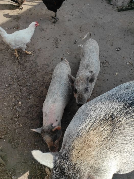 Вьетнамцы, вьетнамские поросята