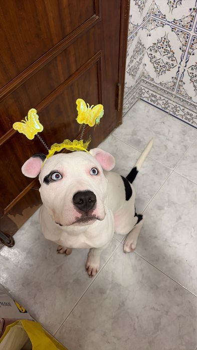 Tomo conta do seu animal de estimação em minha casa (pet sitting)