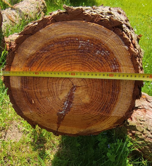 Modrzew w kłodach oraz 3 dłużyce świerków