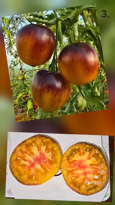 Kolekcjonerskie nasiona pomidorów
