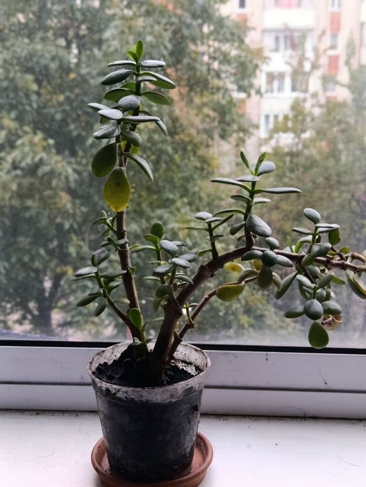 Кімнатні рослини