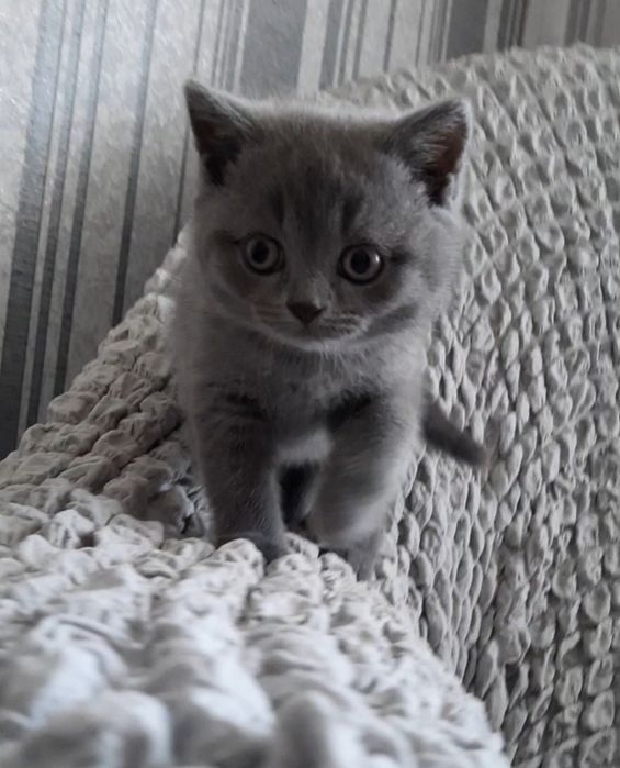 Вязка британский кот прямоухий