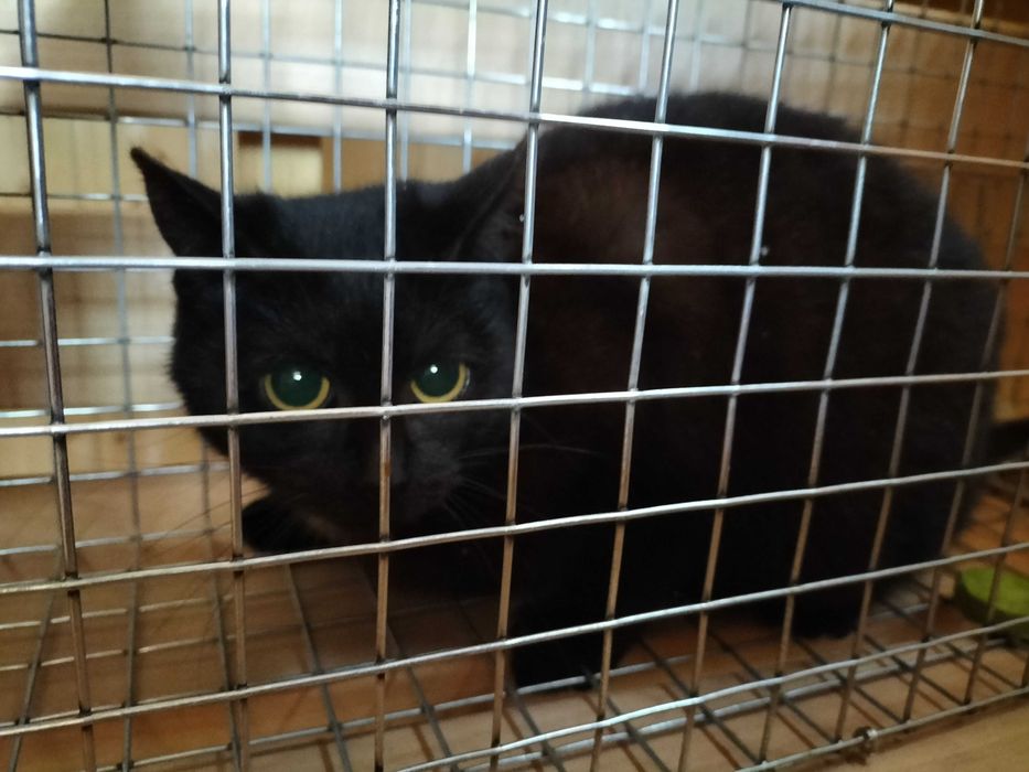 Dwa 6/7 miesięczne kotki, szukają kochających właścicieli