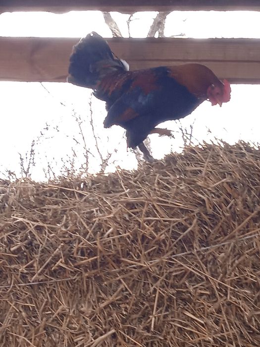 Продам американські кури