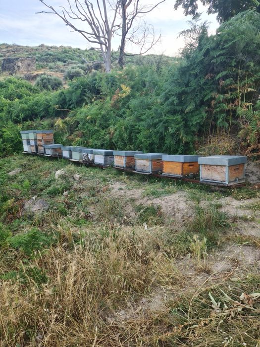 Colmeias reversíveis povoadas