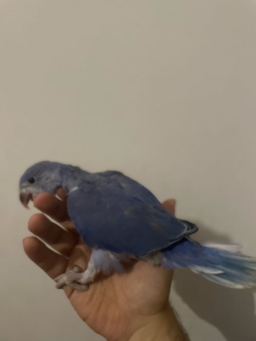 Ring neck independente e bebés