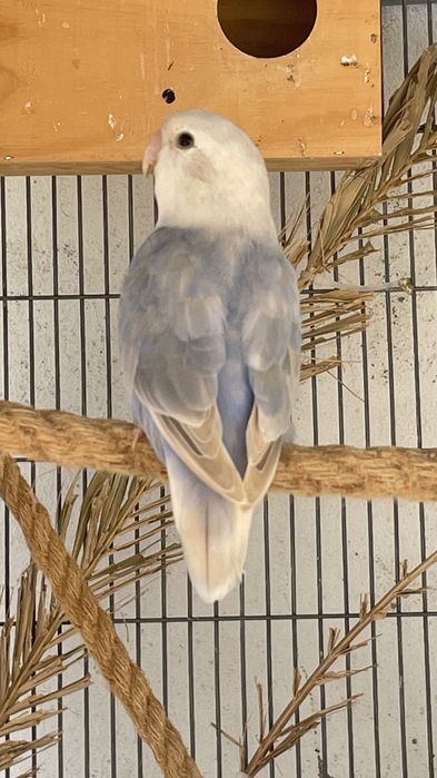 Agapornis roseicollis para acabar de criar