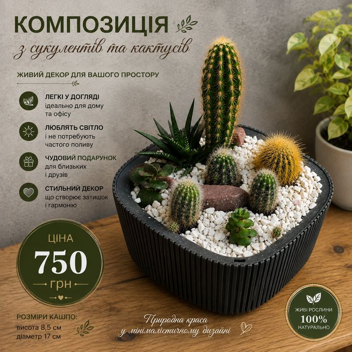 Кактуси , сукулент . Композиція