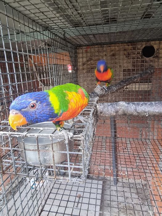 Loris molucanus e aratinga sol
