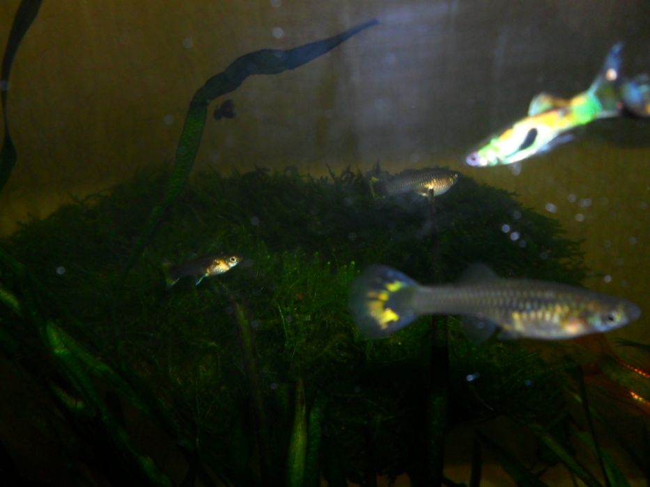 Гуппи,аквариумные растения.