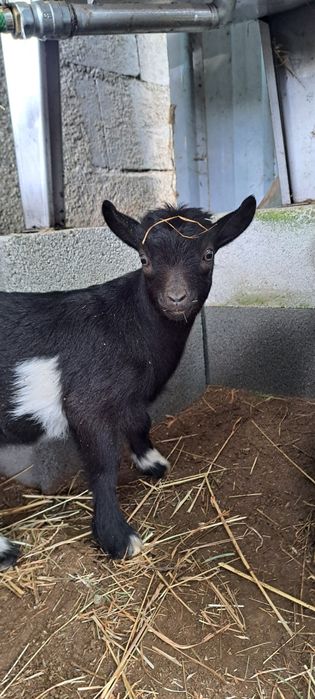 Vendo Casal de Cabras Micro Anãs. Macho filhos de Pigmeu.