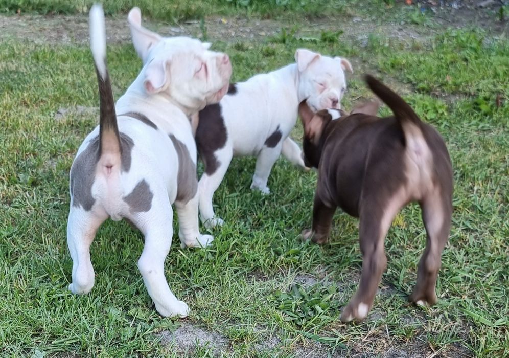 Śliczny American Bully