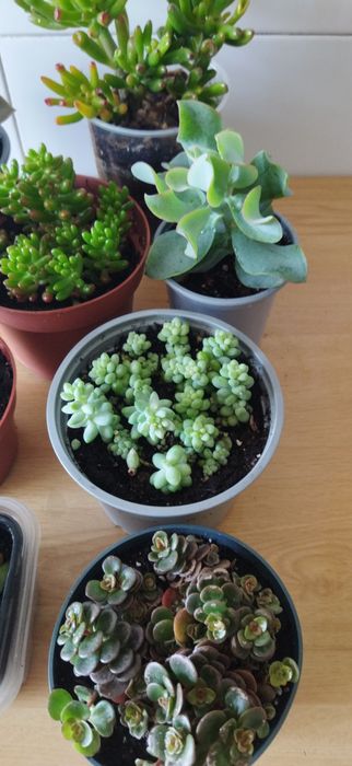 Colecção de Suculentas 8 variedades