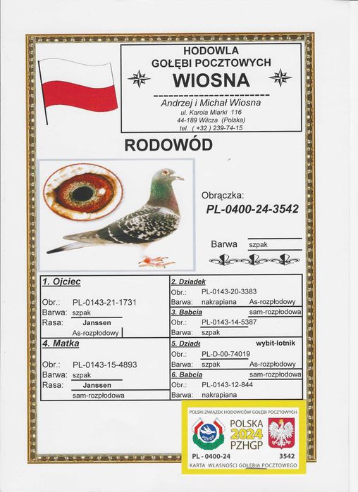 Młode 2026 Para 62 Oryg A.M Wiosn Inbred Szpaka 74019 gołębie pocztowe