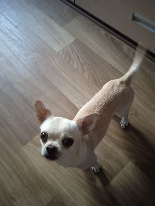 Для вязки,Чихуа Мальчик