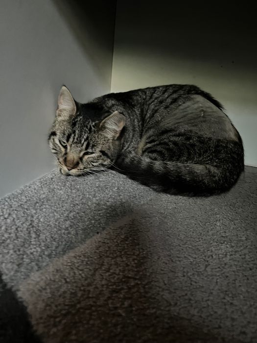 Gata de 5 meses para adoção