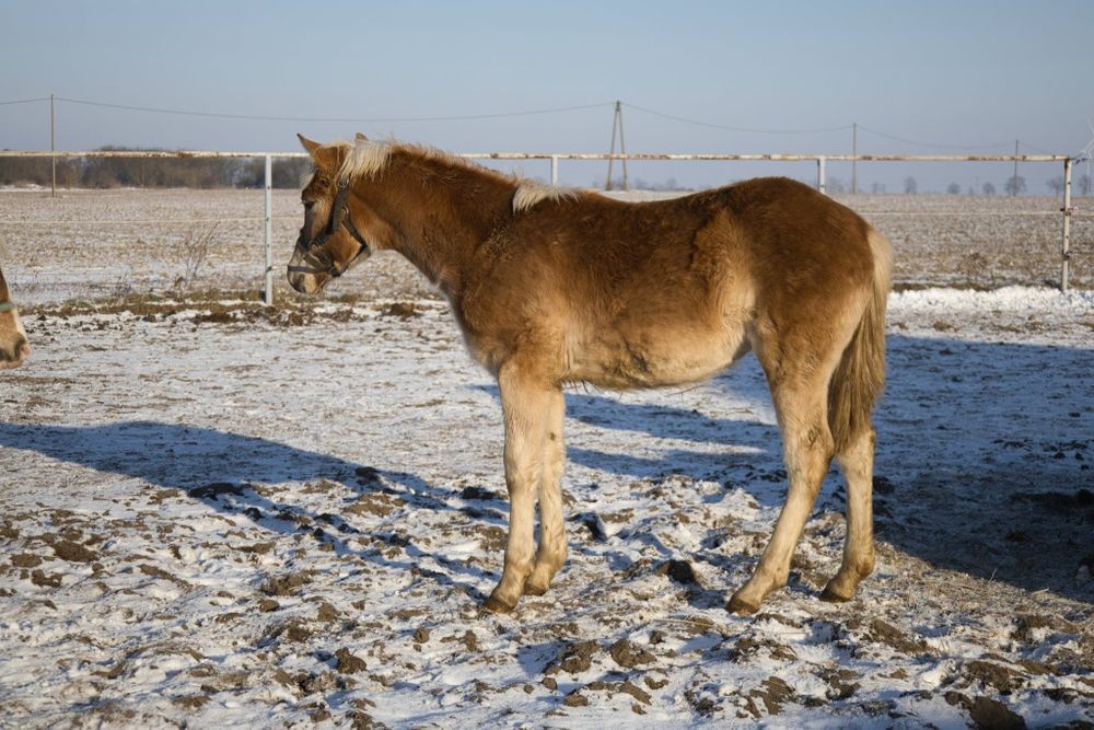 Klacz rasy haflinger