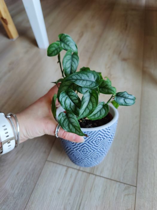 Monstera siltepecana aż 6 pędów w doniczce mega gęsta