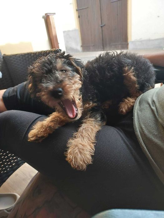 Terier Walijski szczeniak ZKwP FCI welsh terrier piesek