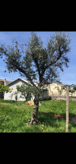 Oliveiras para plantação