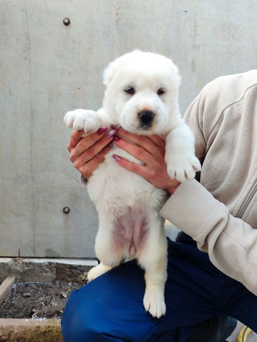 Щенята алабая, САО.