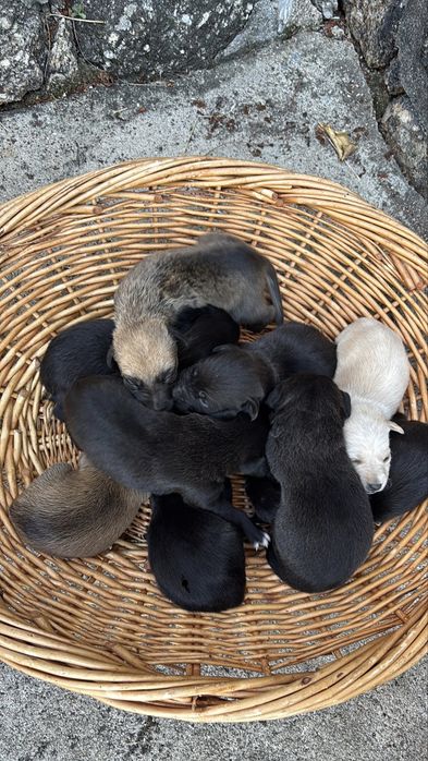 Caes porte pequeno com 2 meses