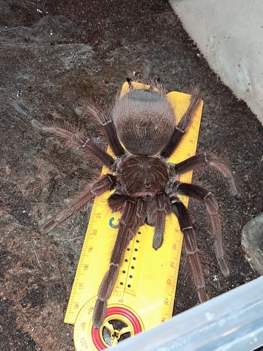 Theraphosa apophysis samica