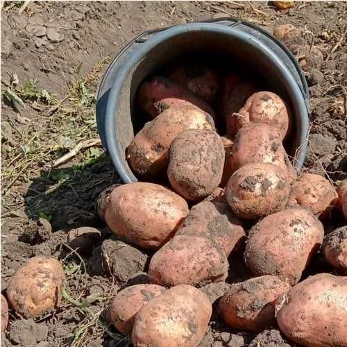 Насіннева Картопля