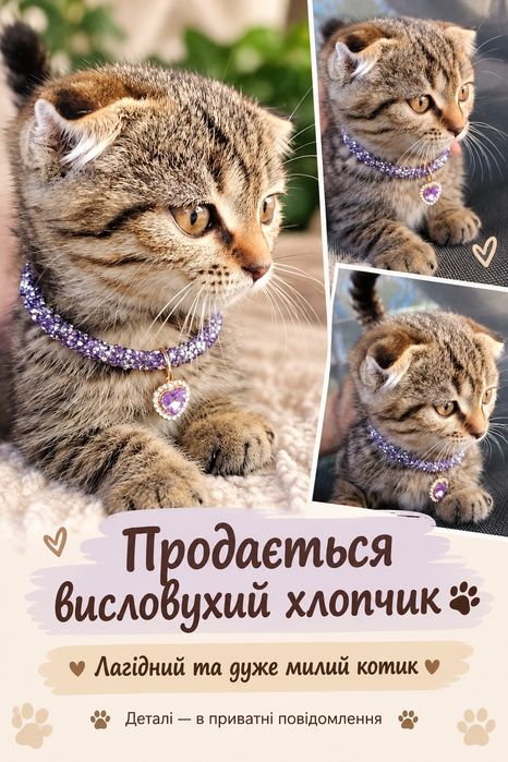 Шотландский котёнок ищет семью