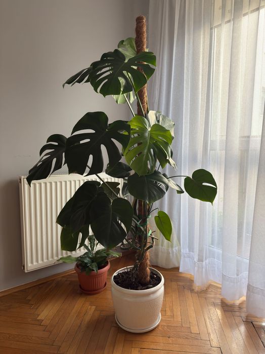 Duża, żywa monstera- kwiat, piękna, duże liście ~ 150cm