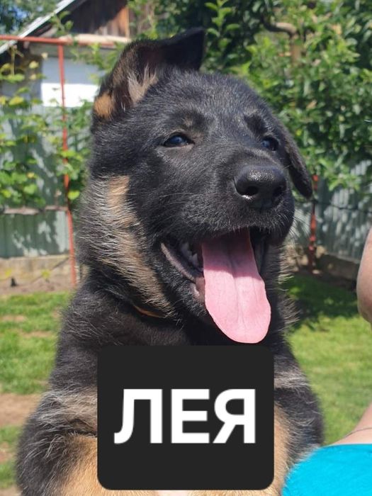 Продам цуценят німецької вівчарки