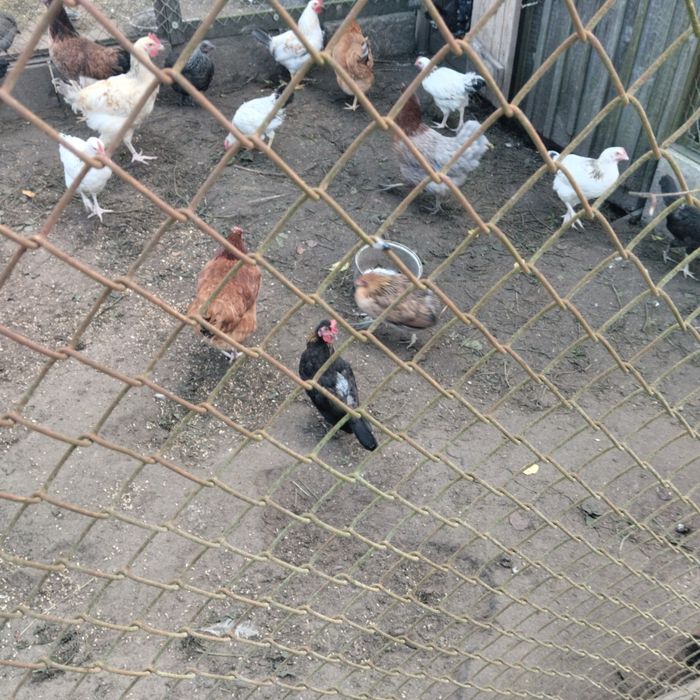 Sprzedam liliputki młode