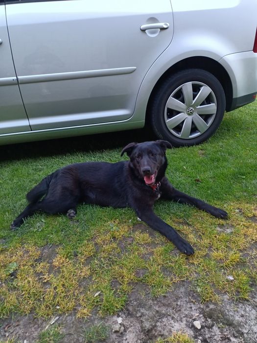 Szczeniaki szukają nowego domu