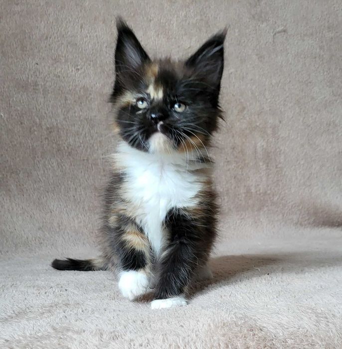 Kolorowa dziewczynka mco z rodowodem FPL