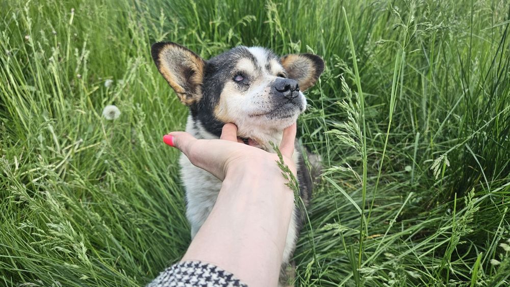 Старенький песик шукає люблячу Людину!