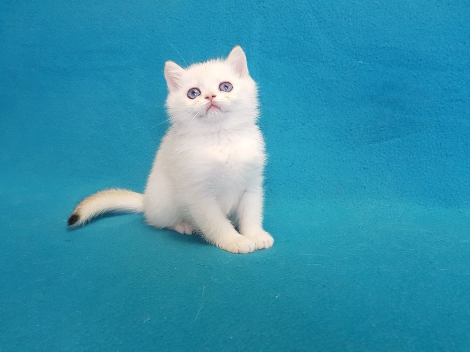 Котик окраса поинт золотой шиншиллы