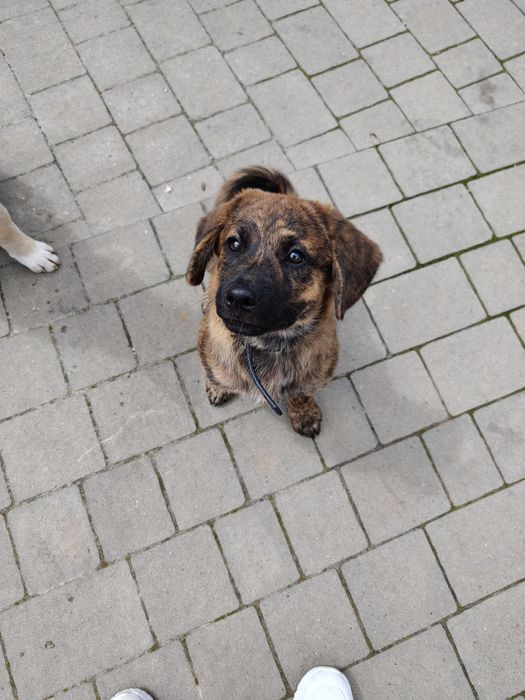 Szczeniaczek Negro do adopcji