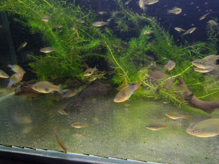 Młode Xenotoca eiseni