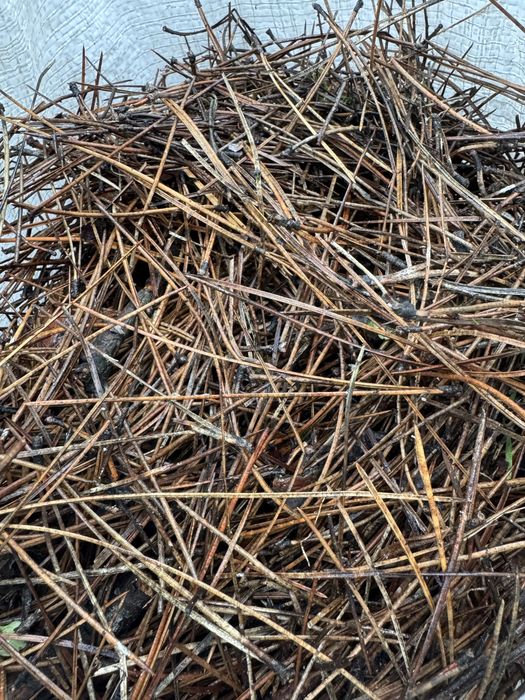 Хвойний опад (мульча)