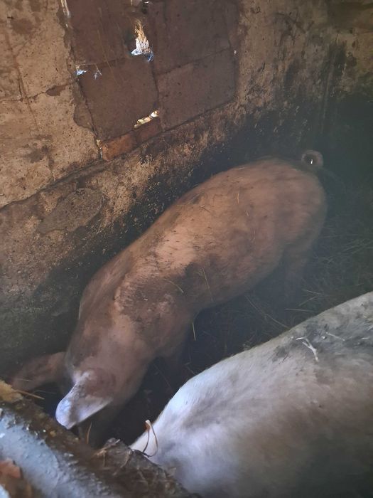 Porca nova boa carne